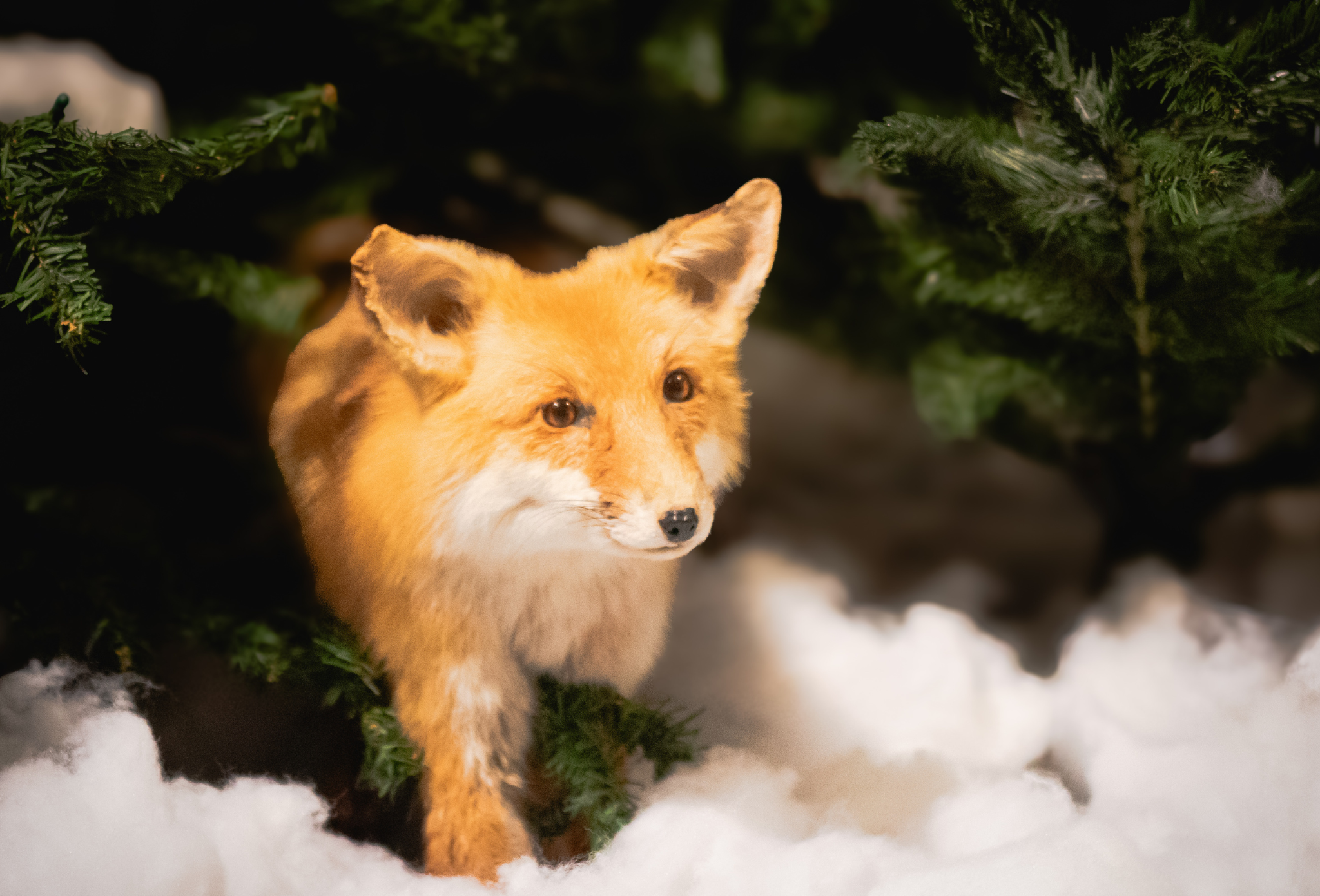 Country Critters: Our Wild Neighbors temporary exhibit at the Mathews Museum